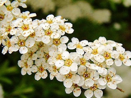 White Blossoms - blooms, white, tree, limb