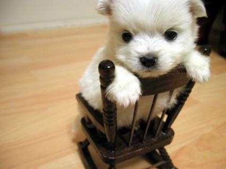 Rock a by puppy.. - white, adorable, fluffy, puppy