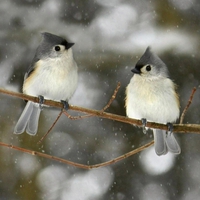 Birds in winter.