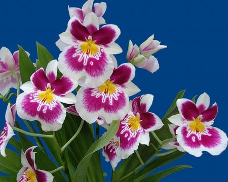 Orchids. - plant, petal, flower, orchid