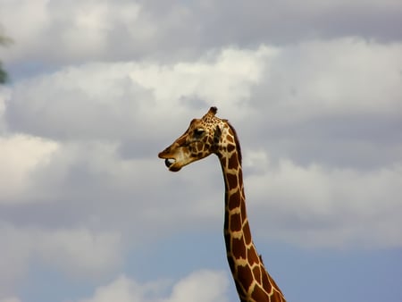 A day at the zoo - zoo, animal, tongue, giraffe