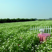 cosmos flower field