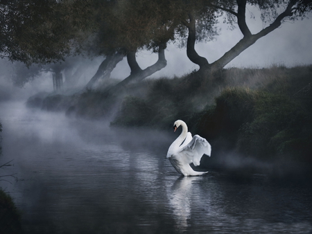 Swan song - water, fog, swan, beautiful, outdoor, white, animal, nature, canal, november rain