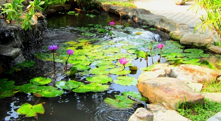 Lotus Pond - lotus, stream, rock, ripple, pond