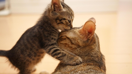 Love You,Mom ! - kiss, cat, mother, lovely, kitten