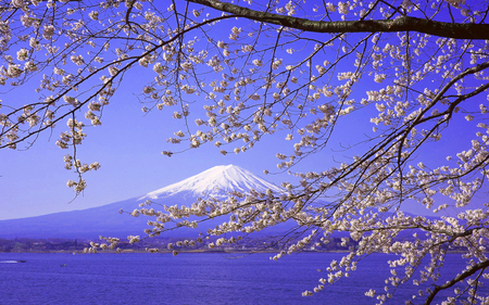 ❀ღ*•.��.•*❖❀PURPLE NATURE❀ღ*•.��.•*❖❀ - flower, nature, purple, mountain