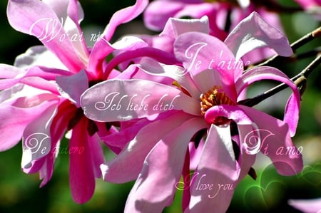 My Tribute to Desktopnexus !! - i love you, flowers, lanuages, writing, tribute, desktopnexus, love, pink