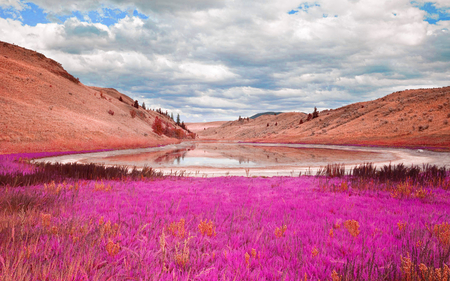 ❀ღ*•..•*❖❀ BEAUTIFULFLOWERS @ LAKE ❀ღ*•..•*❖❀ - flowers, lake, nature, pink