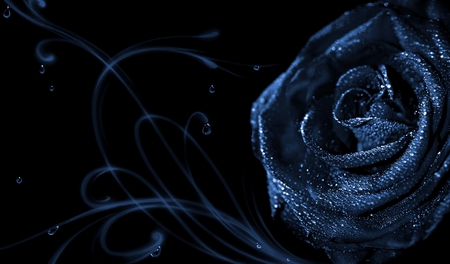 Blue Rose - wonderful, rose, blue, flower