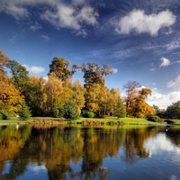 Lake Trees