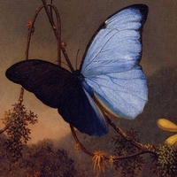 Blue Butterfly