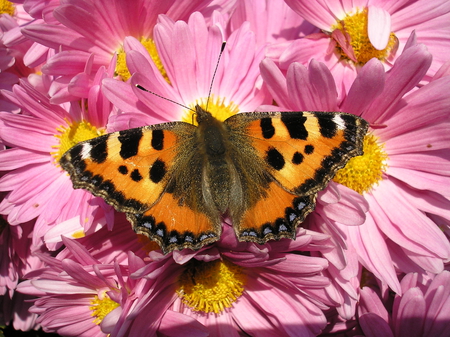 Butterfly (awesome quality) - butterfly, pink, beautiful, flowers, quality, hd