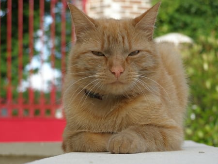 Ginger Cat - hd, cute, cat, ginger