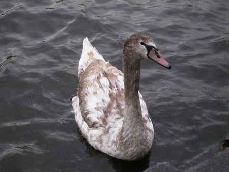 Young Swan - river, vltava, young, swan