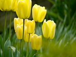 Yellow Tulip