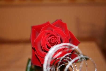 red rose - pretty, blooms, blossoms, bud, lovely, petals, flowers, nature, soft, rose, plants, nice, delecate