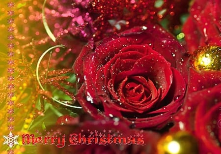 Merry Christamas - blossoms, rose, pretty, soft, flowers, delecate, plants, petals, nice, lovely, blooms, nature, bud