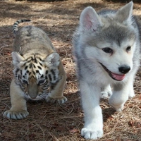 Wolf and Tiger cubs