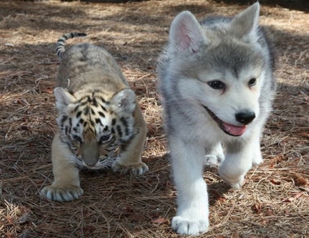 Wolf and Tiger cubs - wolf, cub, tiger, animals