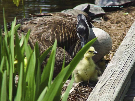 MOTHER GOOSE AND GOSLING - cute, mum, water, baby