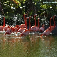 FLAMINGOS