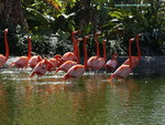 FLAMINGOS