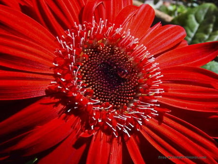 RED BEAUTY - red, flower, pretty, daisy