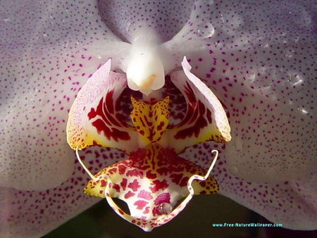 SPOTTED ORCHID - white, flower, pretty, spts