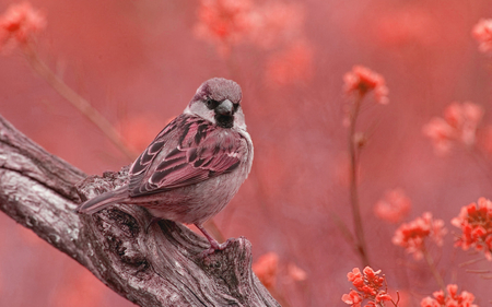 ❀ღ*•..•*❖❀  sparrow❀ღ*•..•*❖❀ - bird, cute, wp, animals