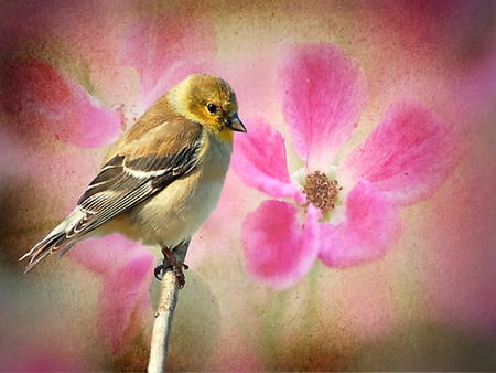 For Stelma - goldfinch, painting, roses, pink, branch, bird