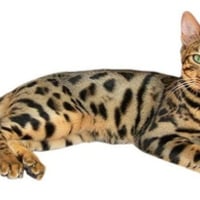 BENGAL HOUSE CAT