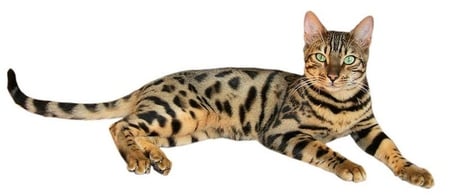 BENGAL HOUSE CAT - pet, house cat, bengal, feline, cat