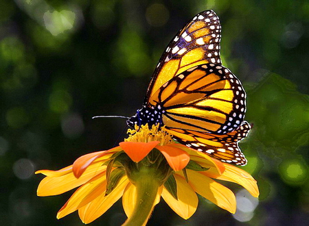 A little of me to You - white, beauty, butterfly, monarch, orange, green, black, flower