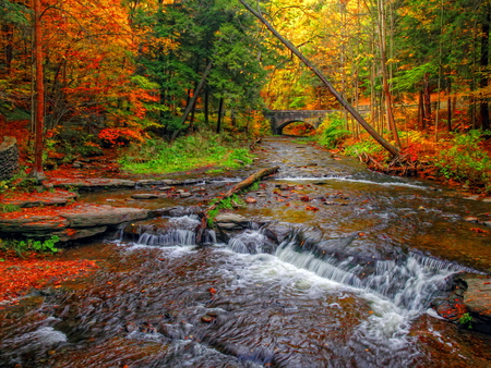 Silent autumn water - fall, nature, colors, forest, waterstream, silent