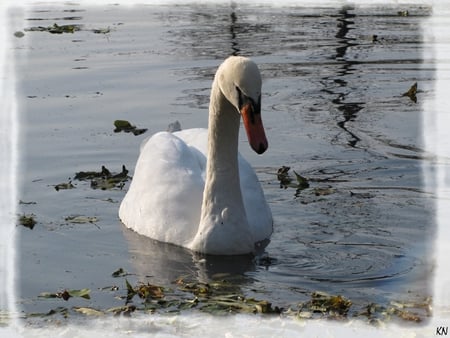 Beautiful Swan - white, beauty, swan, bird