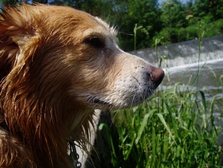 Brown Dog - sitting, brown, dog, water, grass