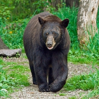 BLACK BEAR