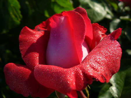 Rose With Drops - pink, beautiful, rose, flower, drops