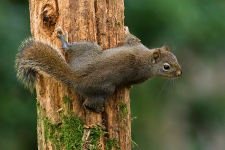 DOUGLAS SQUIRREL - rodent, brown, cute, tree, squirrel, wildlife