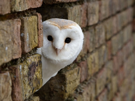 I am here!!! - white, animal, owl, bird