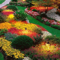 Garden Flowers