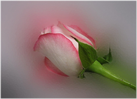 FOR MY FRIEND CAROL - carol, pink, rose, pretty