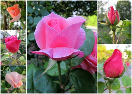 Rose-bud-Collage #2 - enchanted, flowers, beautiful, delicate