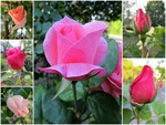 Rose-bud-Collage #2