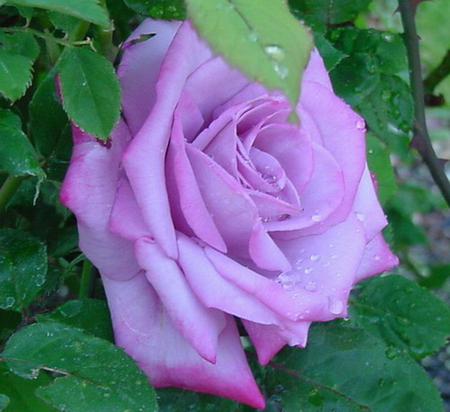 FOR ALL PURPLE LOVERS - leaves, purple, pretty, rose