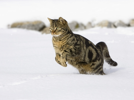 Snow cat - jump, animal, winter, kitten, cat, snow