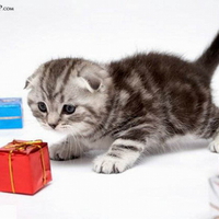 CHRISTMAS KITTY
