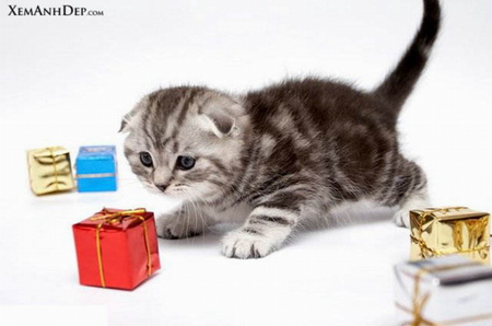 CHRISTMAS KITTY - cute, playing, xmas, kitty