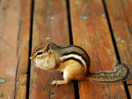 Squirrel - animal, floor, squirrel, life