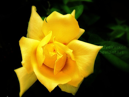 embrace_you - bright, yellow, rose, 3d